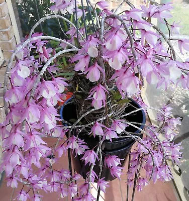 Dendrobium Orchid Bohemian Rhapsody - Flowering Size • $33