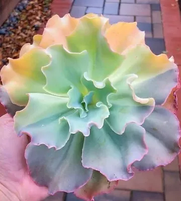 Echeveria Sunshine Bushels Succulent Seeds X40 • $19.95