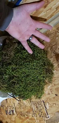 Beautiful Natural Dry Sheet Moss (Aprox 6 Sq Feet ) • $16.88