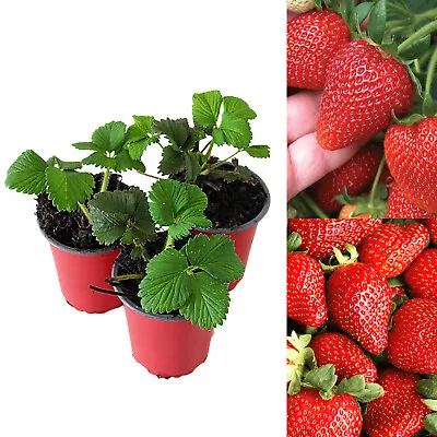 Strawberry Sweetheart Fruit Plants - Hardy Garden Bushes In 9cm Pots • £21.99