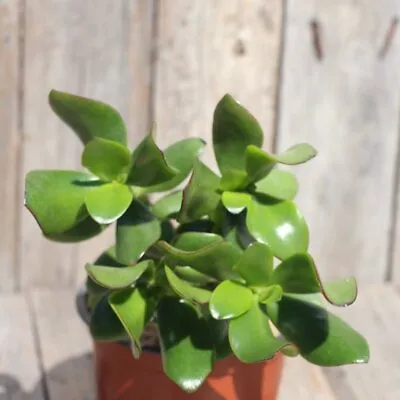 Crassula Arborescens Subsp. Undulatifolia - Green Ripple Jade - Live Plant  • $25.50