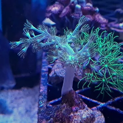 Green Kenya Tree Coral Frag (Capnella Sp.) • £15