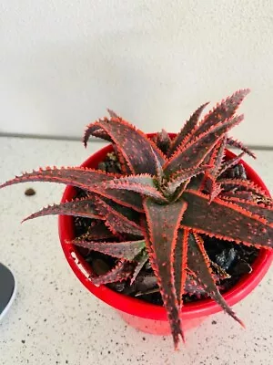 Aloe Cultivar CHRISTMAS CAROL Hybrid Exotic Rare Red Color Succulent Plant • $25.90