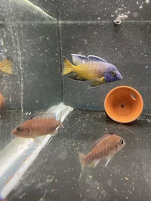 Aulonocara Stuartgranti Mkondowe Pair  African Cichlid Malawi Fish Rare • £35