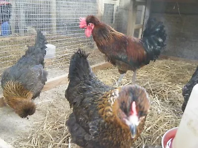 6 Shetland Hen Large Fowl Hatching Eggs • £7
