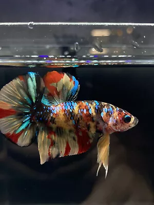 Live Betta Fish Male Halfmoon Plakat Nemo Multicolor USA SELLER M866 • $27