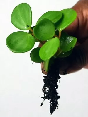£6.59 • Buy Peperomia Hope, Trailing Succulent House Plant - One Bare Rooted Plant