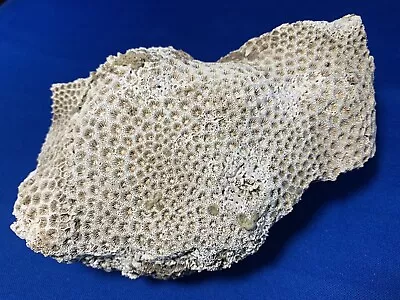 Large Piece Of An Ancient Coral Head From The Florida Pleistocene Era • $9.99