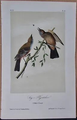 Say's Flycatcher Audubon 2nd Edition 1850 Hand Colored  Litho J.t.bowen • $62.50