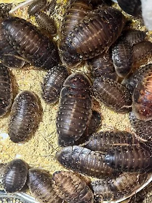 Dubia Roaches- Live Reptile Feeder Insects- X-Small Small Medium FREE Shipping • $10