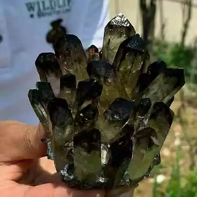 310g+ Natural Aura Smoky Quartz Cluster Mineral Specimen Tea Crystal Reiki Decor • $45