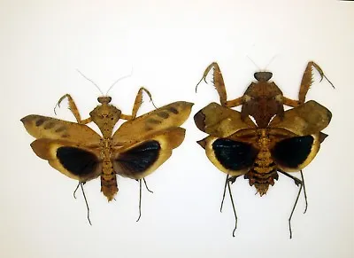 Mantidae/Deroplatys Desicata  (Pair) - Dry Leaf-mimic Mantis - Malaysia - DD (C) • $35.98