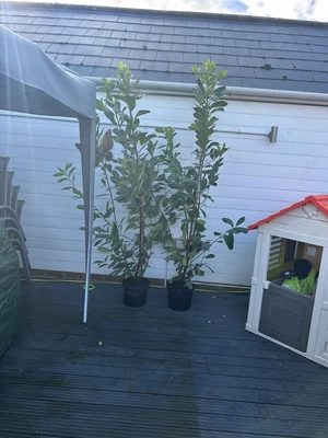 7ft Plus Cherry Laurels • £29