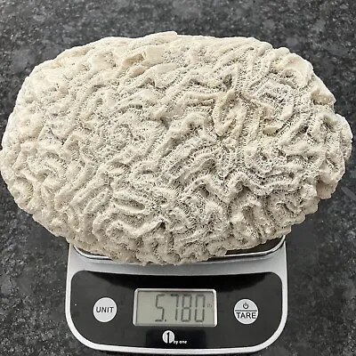 $74.99 • Buy Extra Large Brain Coral Specimen 5.78 Lbs Fossil Aquarium Decoration Great Shape
