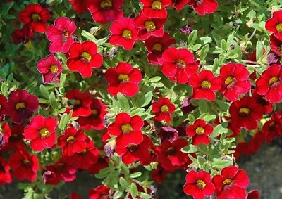 ×6 Petunia Calibrachoa Red Hanging Basket Plug Plants Million Bells Tub Flowers • £7.99