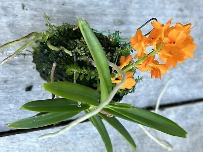 Orchid  Epidendrum Compact Orange Mounted Not In Spike Pretty! 🌺 • $45