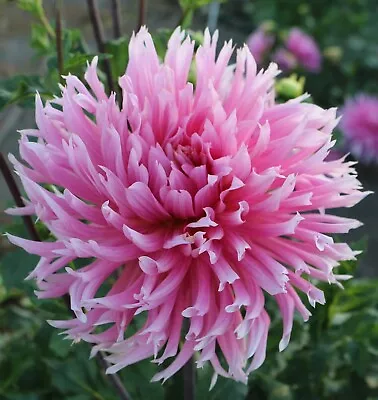 PICK YOUR DAHLIA! - Clump Of Tubers - Choose From (5) Cactus & Fimbriated Types! • $10