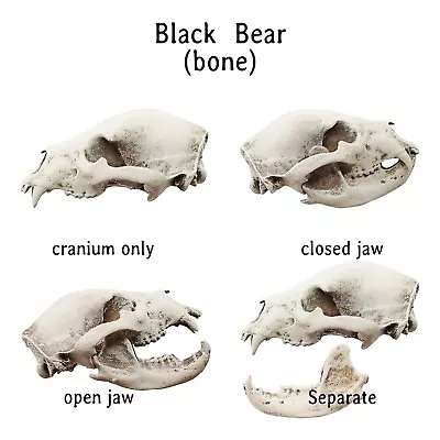 Black Bear Replica Skull 1:12 Scale Artisan Diorama Dollhouse Miniature Models • $20