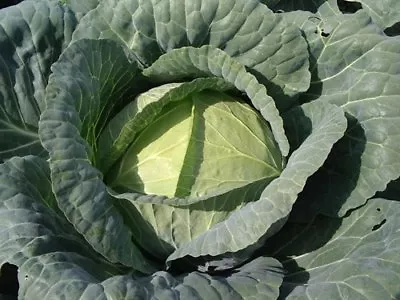 Organic Cabbage Brunswick  Heirloom  1300 Finest Seeds • £2.29