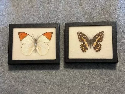 Pair Of  (taxidermy) Butterflies Mounted In Riker Specimen Boxes • $35