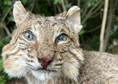 Taxidermy Bobcat Mount • $26