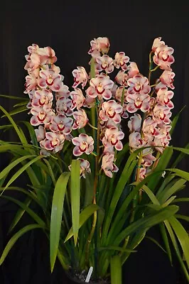 Cymbidium Orchid - Kimberley Splash TeePee • $45