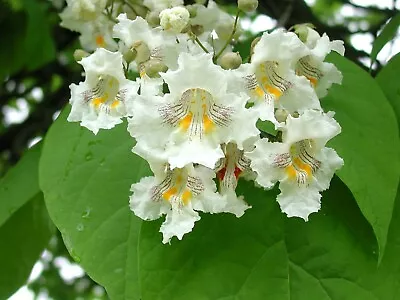 Catalpa Bignonioides Fabulous And Unusual Indian Bean Tree Plant Farm Garden • £16.50