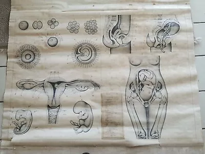 Vintage 1940 Schick Roll Up Medical Poster Baby Development Body Anatomy Chart • $55