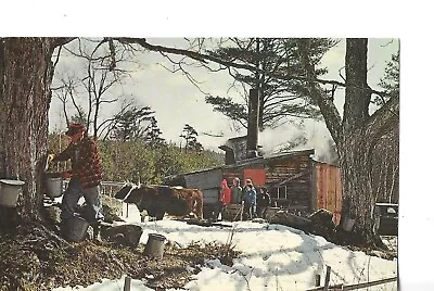 Maple Sugar Time In New England Taping Trees In The Springtime Maine 1960's • $1