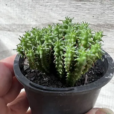 Euphorbia Submammillaris • $12