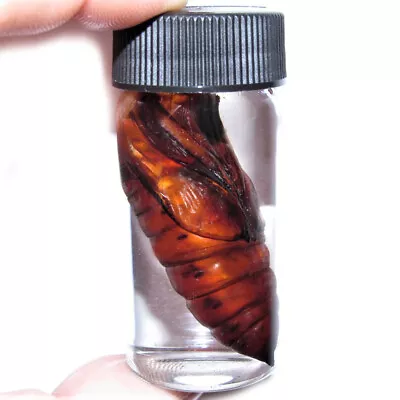 Acherontia Atropos Pupa Silence Of The Lambs Deaths Head Moth Preserved Cocoon • $13