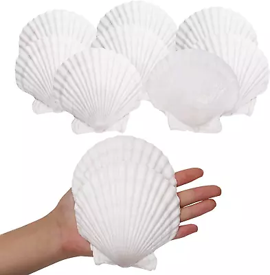 10PCS Sea Shells White Scallop Shells For Crafts Baking Cooking Serving Food 4- • $26.34
