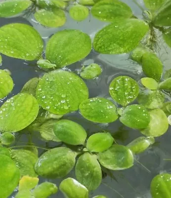 20 X  Water Lettuce Plants Pistia Stratiotes. Great For Fish Tank/Aquariums.  • £7.49