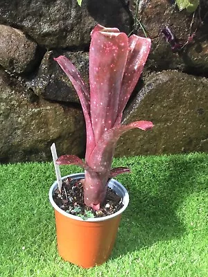 BROMELIAD Billbergia  'Strawberry X Afterglow' - Plant Pup RARE! • $28