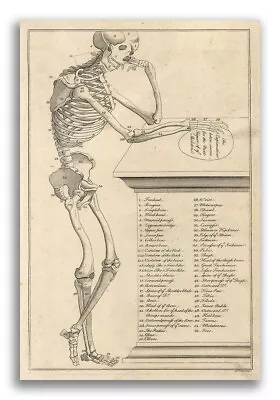 1750s Anatomy Illustration Strange Vintage Style Print Poster - 20x30 • $18.95