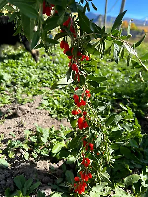 WOLFBERRY / GOJI BERRY Live Rooted ~6  Tall Ready To Plant Miracle Fruit • $20