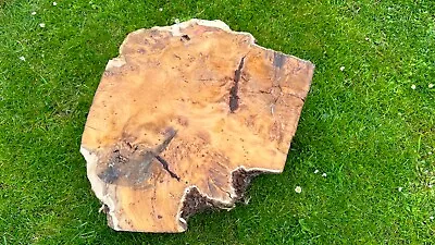 LARGE BURR YEW FOR WOOD TURNING BLANK Or CARVING - HUGE! Bone Dry & Ready To Use • £69