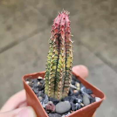 Euphorbia Obesa Hook. F. Variegated Cactus 🌵  • $150