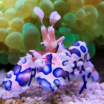 Harlequin Shrimp - Free Postage Efficient Pest Starfish Eater Marine CUC • £44.99