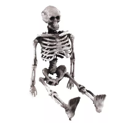 Halloween Movable Skeleton Human Model Skull Full Body Mini Figure Toys 14CM • $8.99