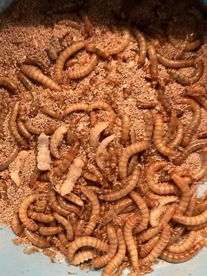 25+ Organic Small Mealworms *Guaranteee Or Money Back* • $6.19