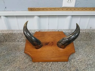 Buffalo / Cow Horns Mounted On Wood • $7.49