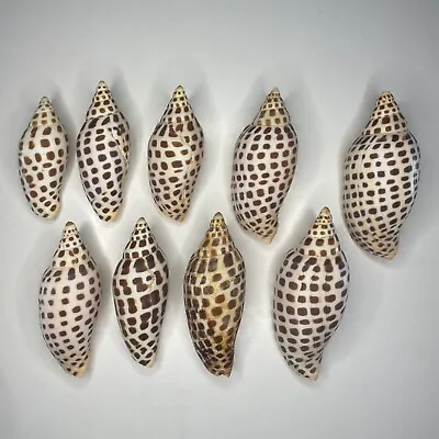 Scaphella Junonia Sea Shells Lot Of 9 Rare • $999