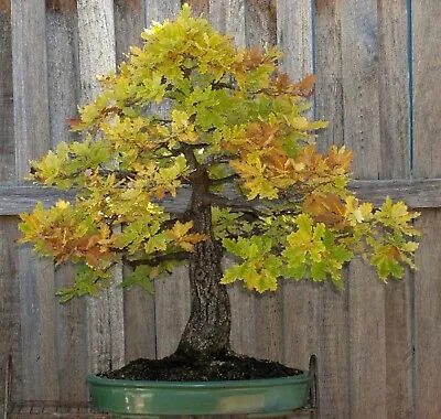 Blue Oak {Quercus Macrocarpa} Bonsai Beauty 2023 Harvest 5 Seeds Free Shipping! • $3.99