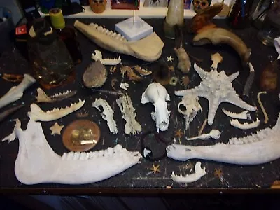 Lot Of Skulls Bones Starfish Animal Pieces Random Horns - 50 +++++ • £80.34