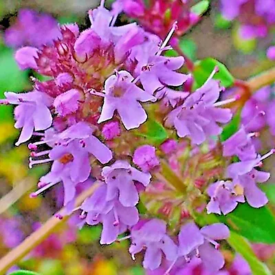 Creeping Thyme 4000 Seeds Purple Groundcover Lawn Herb Drought Arid Perennial Us • $3.49