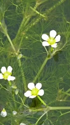 Large Bunches Water Crowfoot Uk Native Pond Oxygenating Pond Weed With Weights • £6.70