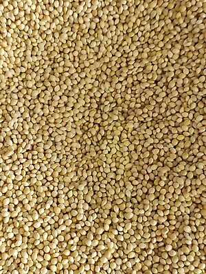 White Proso Millet 20 Lbs • $55