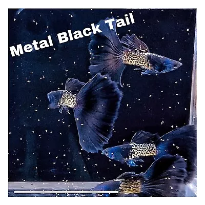 $30 • Buy 1 Trio Live Guppy Fish -Metal Black Tail - High Quality