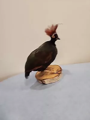 K7 Roul Roul Wood Partridge Bird Mount Taxidermy • $245